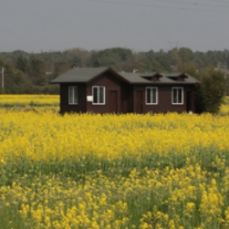 韶山:油菜花开 春景美如画