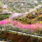 湘乡:千亩桃花迎春盛放