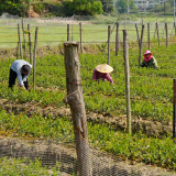 湘乡：油茶基地育苗忙 群众增收路子宽