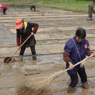 湘潭县:糯稻助力农民小康梦