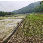 韶山市首次试耕种旱稻