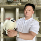 湘潭县珍鸽村：养鸽放飞致富梦