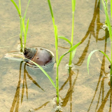  送防治药物、知识到田间地头 湘潭县开展福寿螺科学防治