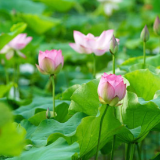 湘潭第八届湘莲文化节暨湘潭县首届旅游发展大会系列活动等您参与