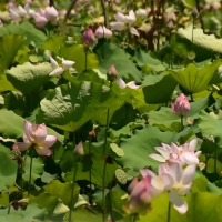 红视频·看湘潭丨湘潭第八届湘莲文化节暨湘潭县首届旅游发展大会启动