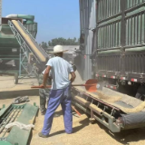 应收尽收 颗粒归仓 湘潭县夏粮收购全面开秤