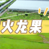 莲乡有好物！为您推荐超甜的梅林火龙果