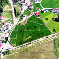 湘乡泉湖片区:彩稻“绘”出好风景