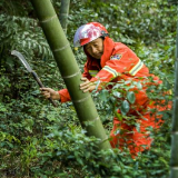 韶山市以林长制为抓手做好松材线虫病除治质量拉网式巡查
