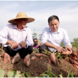 湘潭县：红薯苗“剪”出乡村振兴新产业
