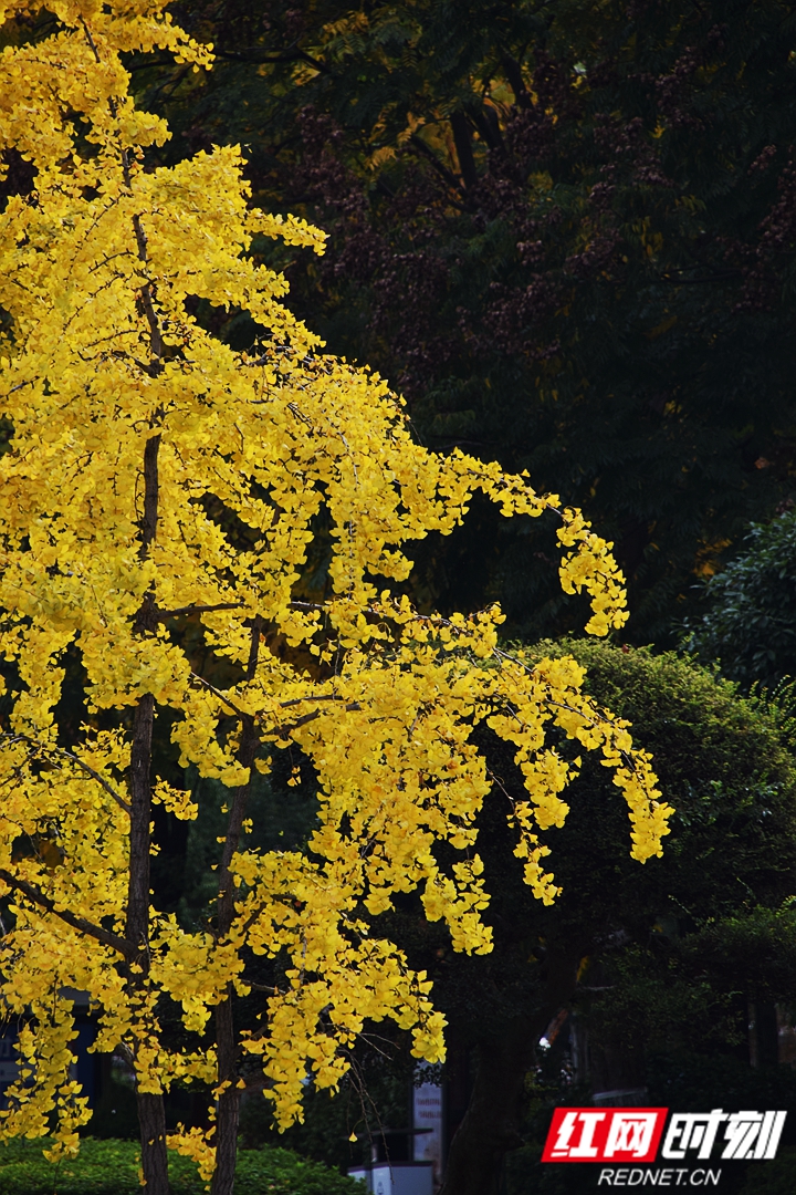 DSC_1551_副本.jpg