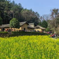 韶山毛泽东同志故居前油菜花开 各地游客纷至沓来