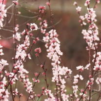 湘潭县：三月桃花笑春风 去梅林桥拥抱烂漫春光