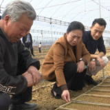 韶山市农技人员深入田间地头指导早稻集中育秧