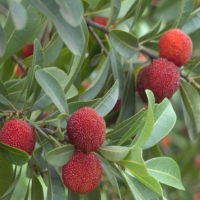 享受夏日“梅”好时光 湘潭县谭家山的杨梅熟了