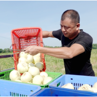 湘潭县：瓜香四溢振乡村
