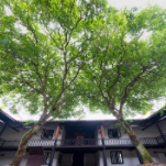 韶山：李家祠堂“心心树”入选全国“古树下的告白”活动
