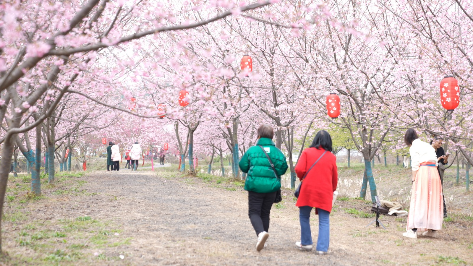 岳塘区七星村：最美樱花季 踏青正当时（图）