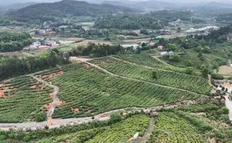 湘乡：谷雨茶香溢 产业助振兴