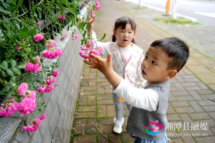 湘潭县档案馆外蔷薇爬满墙 成了打卡地