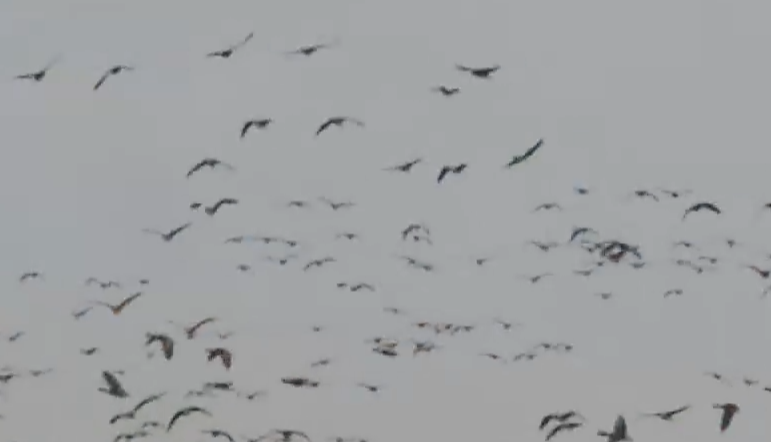 黑龙江 上万候鸟停留牡丹江畔