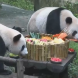 重庆 看网红大熊猫吃“火锅” 动物园人气高