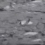 新疆阿克苏 开网捕鱼 水美鱼肥迎丰收