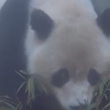 一线调研 四川成都 当超算遇上大熊猫