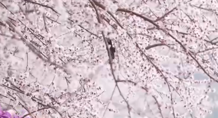 天津 春天里的中国 河畔桃花朵朵开 柳绿花红满是春