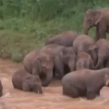 今天是世界地球日 西双版纳热带雨林里的人象和谐新图景