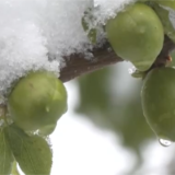 专家提示 科学应对 减少雨雪降温对农作物损害