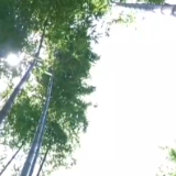 高质量发展调研行 浙江安吉 一杆竹子的“向上生长”