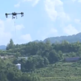 黄桃成熟 无人机上岗运输忙