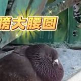 哈尔滨鸽子胖成球了！