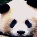 头次见一头身的熊猫宝宝