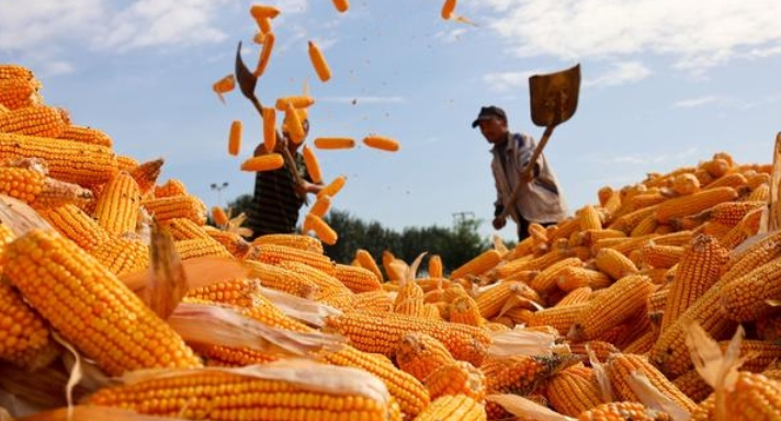 主产区  好“丰”景  全国秋粮收获过半  有望再获丰收