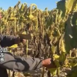 大爷收割葵花节奏感超强