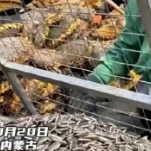 原来葵花是这样脱籽的