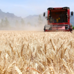 农业农村部 我国粮食产量今年预计首次突破1.4万亿斤