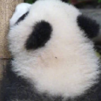 熊猫幼崽的手感有多绝