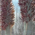 呼伦贝尔冰糖葫芦零元“够”