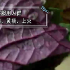 受凉后寒咳试试这款茶