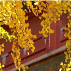 故宫银杏含金量拉满