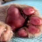 被睡着的白虎宝宝萌化了