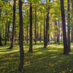 中国已成为全球增绿贡献最大的国家