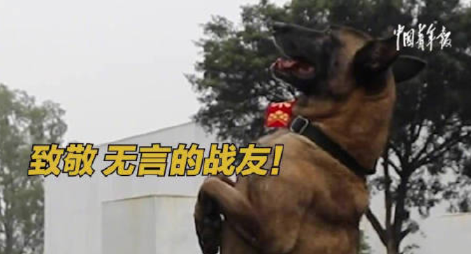 退役警犬和训导员互相敬礼