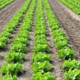 各地多举措保障“菜篮子”