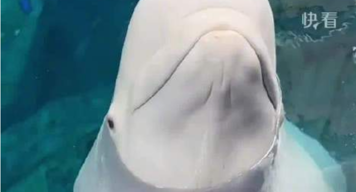 显眼包大白鲸