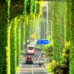 现实版绿野仙踪超治愈