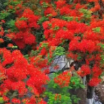 云南凤凰花盛开绚烂如火